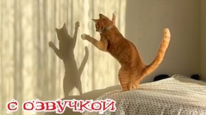 Приколы с котами! - С ОЗВУЧКОЙ! Самые смешные животные! СМЕШНЫЕ КОТЫ!