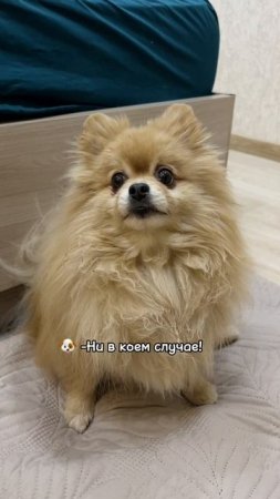 У Баси укладка с жесткой фиксацией!