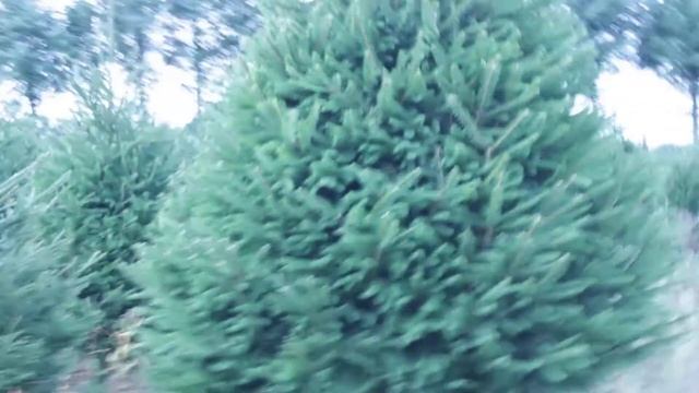 11 321 Ель Стриженая 2.00 – 2.25 м. смотреть онлайн