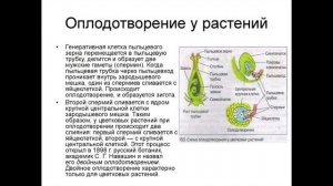 16. Размножение и оплодотворение у растений. Биология. 6