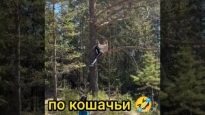 прогулка по Шаманке