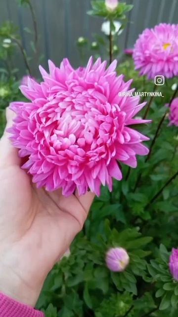 Сезонные цветы прекрасны🥰#садовыецветы #сад #огород # смотреть онлайн