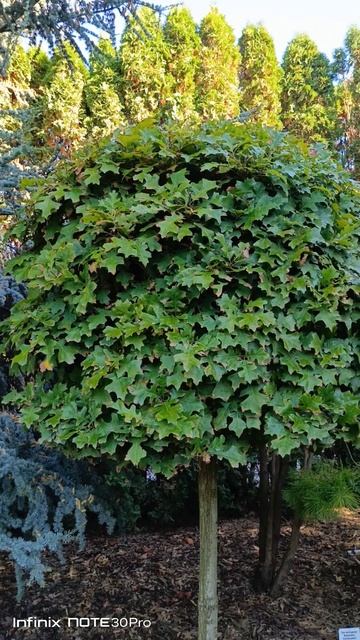 Дуб болотный Грин Дварф смотреть онлайн