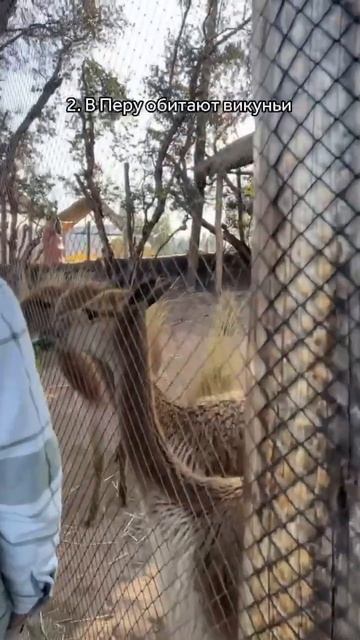 Познавательный контент тоже есть! #shorts #тревелвлог #trave смотреть онлайн