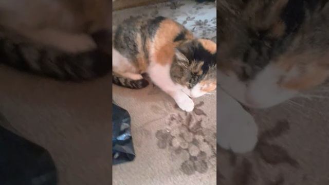 ставьте лайки Если вы любите котиков есть у вас котики смотреть онлайн