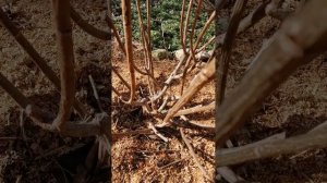 Обрезка метельчатой гортензии Пинк энд  Роуз