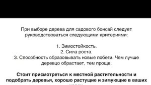 БОНСАЙ СВОИМИ РУКАМИ