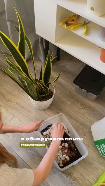 Читай описание 🙋🏼♂️📎 #уходзарастениями #укорене смотреть онлайн