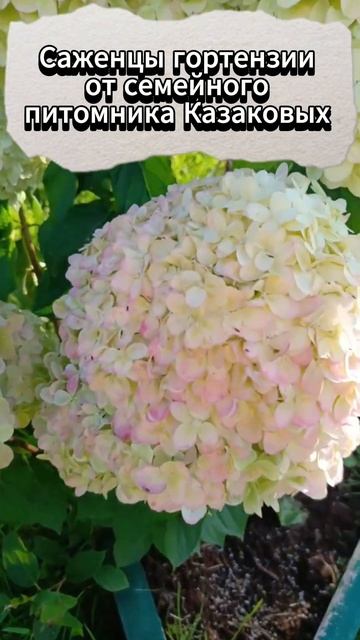 Гортензия метельчатая смотреть онлайн