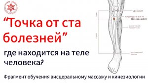 “Точка от ста болезней”, где находится на теле человека? Канал желудка. Фрагмент обучения