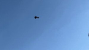 Как летают летучие мыши или летучая мышь (мышка) машет