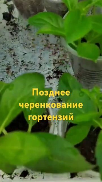 Позднее черенкование гортензий смотреть онлайн