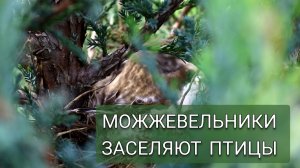 МОЖЖЕВЕЛЬНИКИ ЗАСЕЛЯЮТ ПТИЦЫ. 10.05.2025г.