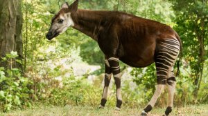 О редких животных мира: Окапи