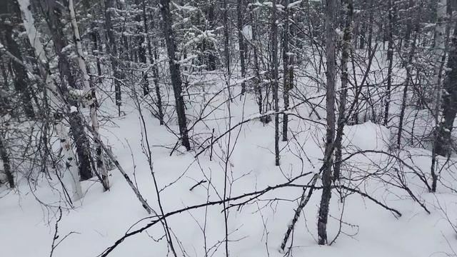 Волки