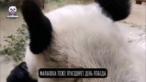 ⭐️ Катюша получила свою собственную звездочку на день Победы и передала поздравления с праздником.
