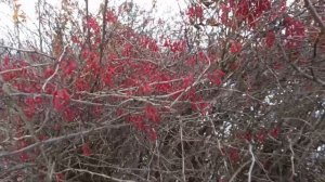 Барбарис, саженцы, осень 2024