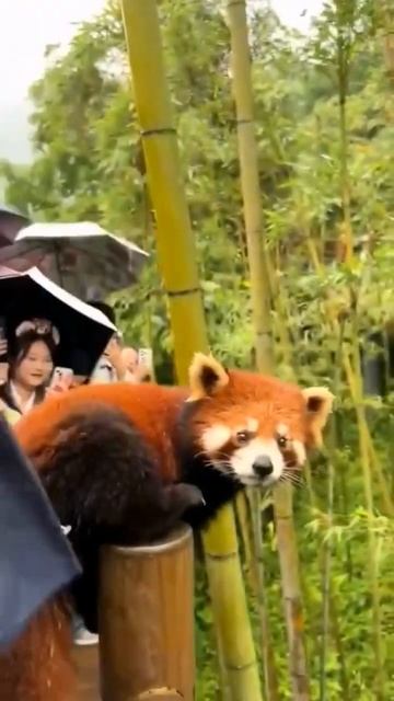 работа мечты:быть охранником красной панды #мем смотреть онлайн