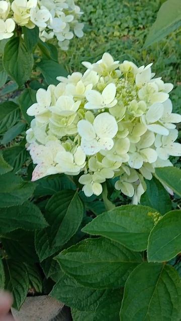 гортензия даймонт руж смотреть онлайн