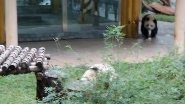 милые панды смотреть онлайн