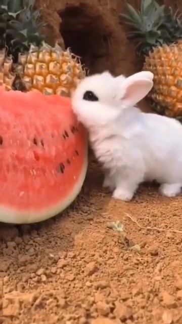 зайчик кушает ягодки смотреть онлайн