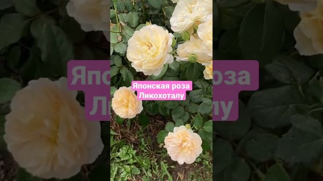 Японская роза Ликохоталу
