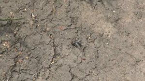 что это за пьяные выходки