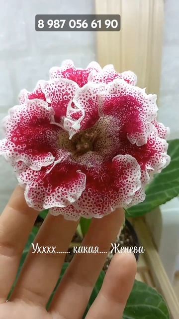 #сортоваяглоксиния #глоксиниипочтой #геснериевые #гло
