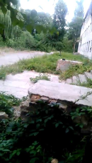 Береза з давно обідраною корою смотреть онлайн