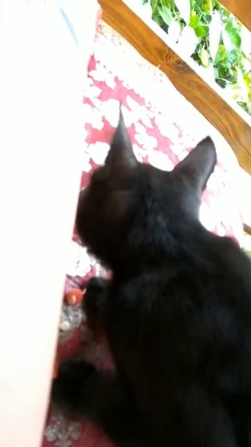 Котёнок есть арбуз смотреть онлайн