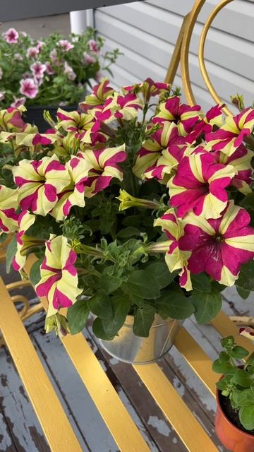 Петуния Софистика «Лайм Биколор» Petunia Sophistica “Lime bicolor”