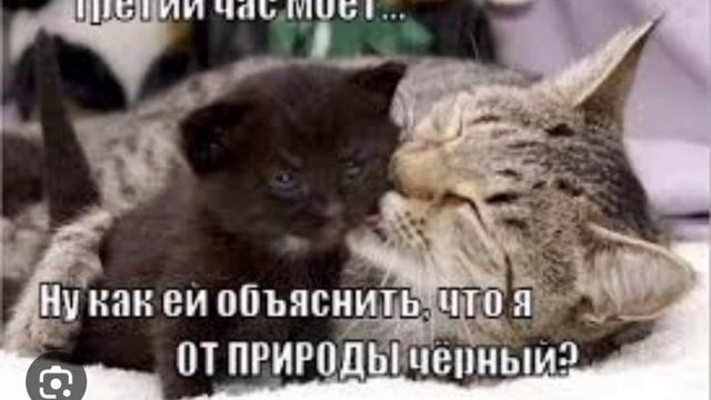 мем приколы мемы меме мемчик прикол автор идиот  AHT0H0