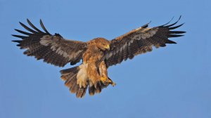 О редких животных мира: Орел Беркут