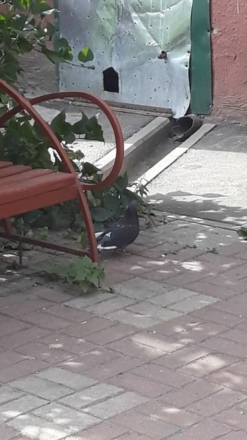 И для голубей есть вода смотреть онлайн