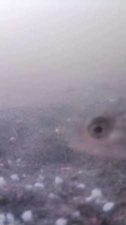 РЕАКЦИЯ РЫБЫ НА КОРМ! #shorts #рыбалка #fishing #рыба #fish #эдвардкосичка  #природа #nature #отдых