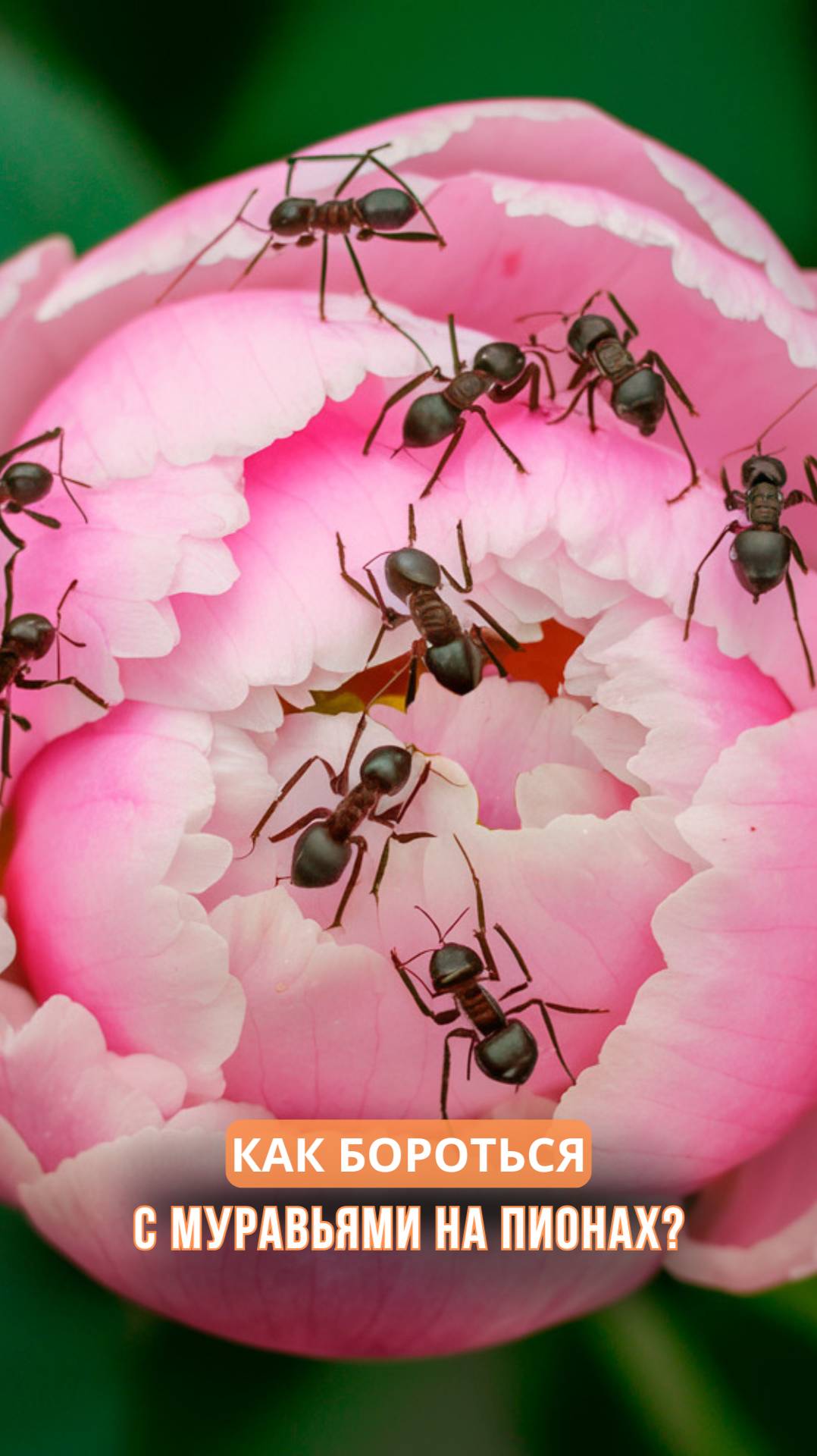 Как бороться с муравьями на пионах? смотреть онлайн