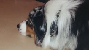 австралийская овчарка аусси Рунни и кошка Тася.