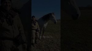 Вячеслав и Фаир. занятие с лошадью на свободе. май, 2025