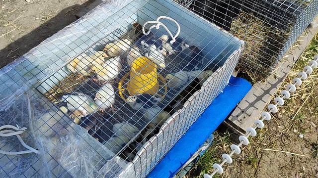10.05.2025г ст.Бронницы ч.3 Сел Хоз Птица.
