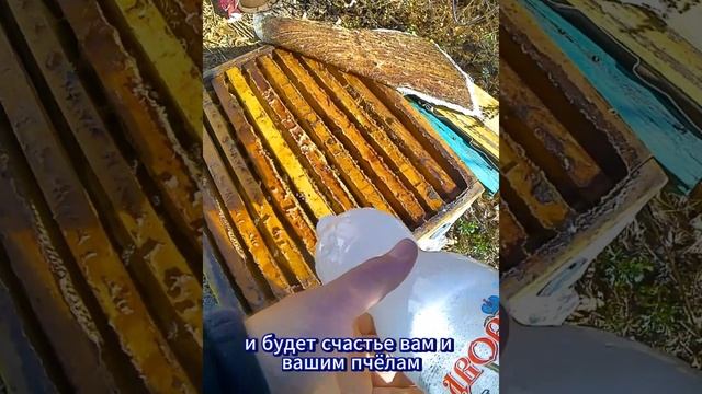 #пчеловодство Лечение пчёл Бипином-Т. Разведение. Срок смотреть онлайн