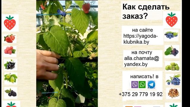 Шлараффия Нашмих - очень крупный и сладкий бесшипный с