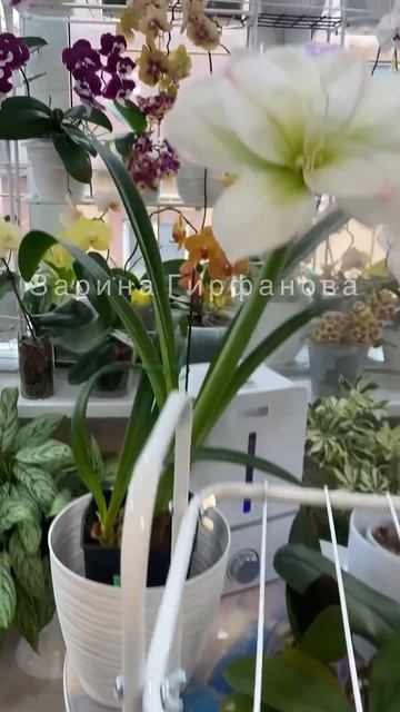 #орхидеи #orchid #цветущиеорхидеи #цветы #орхидея #plants #сор смотреть онлайн