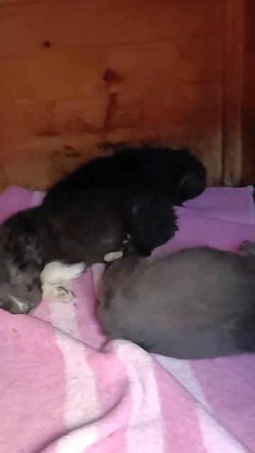 Тбилиси 🇬🇪 Грузия Приют Тамаза Элизбарашвили 🐕 💌 ? смотреть онлайн