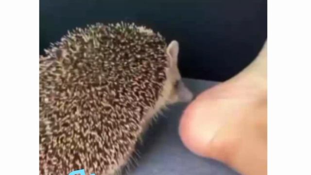 Хе хе
