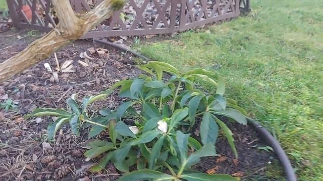 Дачные зарисовки. Обзор дачи.Январь 2025 год. смотреть онлайн