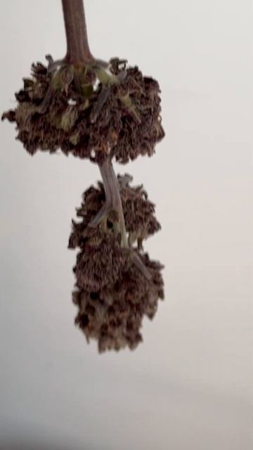 Зря потратил семена? Зимний урожай сушится #шишки #пла? смотреть онлайн