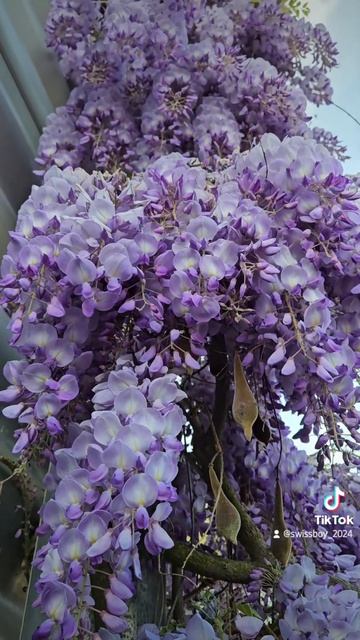 Глициния во всей красе смотреть онлайн