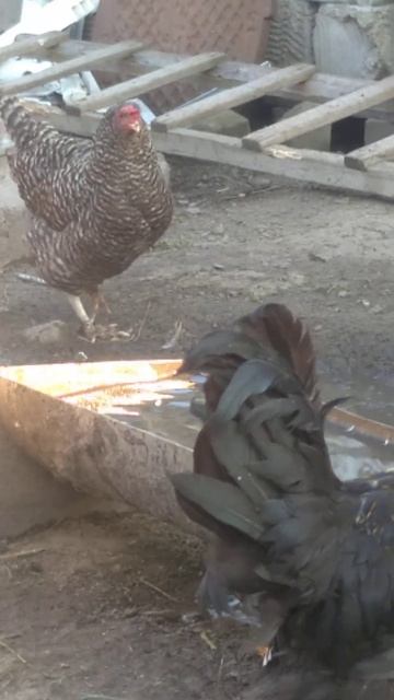 гусям нечего есь, едят воду смотреть онлайн