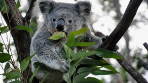 О редких животных мира: Коала - Медведь с сумкой
