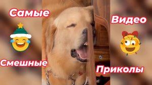 Самые смешные видео приколы